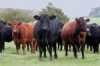 Насколько выгодны инвестиции в австралийскую мясную породу коров?