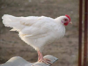 В Хабаровске на птицефабрике кур забивают по канонам Ислама