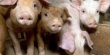 Украина может стать лидером в экспорте свинины