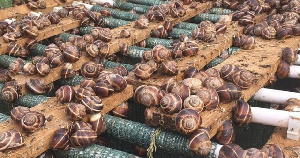 На семейной ферме под Коломной выпускают пельмени с начинкой из улиток