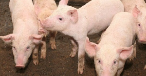В Орске приостановил работу свинокомплекс в поселке Новая Биофабрика. Более 850 свиней отправили на убой