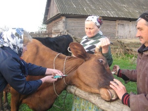 В Иркутске начали проводить противоэпизоотические мероприятия
