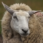 Более 700 овец нелегально ввезено в Московскую область