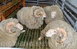 Ставропольские овцеводы взяли главный приз главы Калмыкии