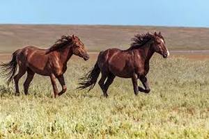 Минсельхоз Республики Татарстан организует курсы по развитию коневодства