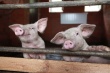 В Орловской области ввели карантин по африканской чуме свиней