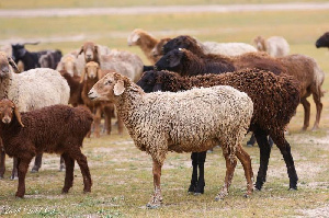 30% казахстанской баранины экспортируется из Жамбылской области