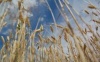 Рост цен на зерно пока не пугает отечественных производителей комбикормов