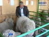 Сегодня в Чите завершилась 9-я Сибирско-Дальневосточная выставка племенных овец и коз
