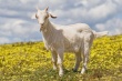 Растет мировой спрос на козлятину из Австралии