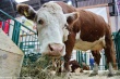 ПХ «Лазаревское» будет содержать 40 000 голов скота