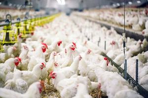 Казахстан планирует в четыре раза увеличить производство мяса птицы   
