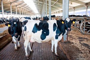 Животноводческий комплекс на 409 коров открылся в Нижегородской области