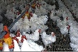 На Первоуральской птицефабрике сменился руководитель