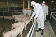 Не дышится. Жители камчатского поселка требуют закрыть успешный свинокомплекс