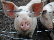 Россия запретила ввоз американской свинины из-за антибиотиков