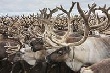 Ямальцы спасают самое крупное в мире стадо оленей от бруцеллеза