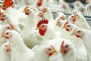 Под Волгоградом трое работников птицефабрики украли 605 цыплят