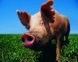 Поголовье свиней в России в 2011 году превысило 17 млн голов