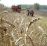 Тульские крестьяне произвели в 2012 году продукции на 31,25 млрд рублей