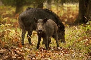 Польских охотников заставляют стрелять в беременных свиноматок