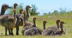 Сельский предприниматель строит страусиную ферму в Ставропольском крае
