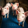 Крупнейший свинокомплекс ЛНР запустил работу забойного цеха производительностью шесть тысяч голов в месяц