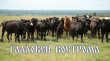 В Костромской области стартовал инвестиционный проект "Галловей Кострома"
