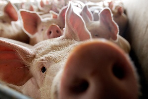 Более пяти тысяч свиней уничтожено в Орловской области из-за АЧС