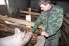 Новгородский фермер откормил больше тысячи свиней