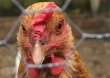 Китай запретил импорт птицы из США