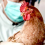 Эпидемия высокопатогенного гриппа птиц снова возвращается