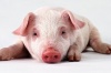 Россия может пересмотреть пошлины на импорт свиней в рамках ВТО