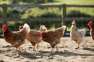До конца года в Казахстане планируют нарастить производство мяса птицы на 25%
