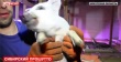 Венгерские свиньи для производства хамона сгорели на ферме в Ангарске