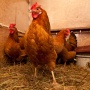 В Алтайском крае, зарегистрирована вспышка птичьего гриппа