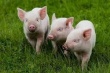 По итогам I квартала производство свиней в России возросло на 8,7%