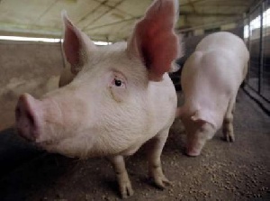 Голландцы инвестируют в украинских свиней