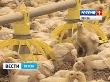 В Пензенской области будут развивать бройлерное производство