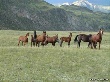 В Туве зарегистрирован стабильный рост поголовья лошадей