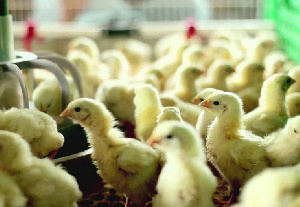 У Тольяттинской птицефабрики появился инвестор