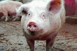 Более 300 свиней уничтожено в Ростовской области из-за вспышки АЧС