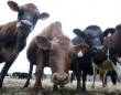 В Татарстане проводится обучение по разведению скота мясного направления