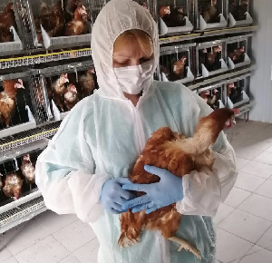 Страны сообщили в МЭБ о 90 новых очагах гриппа птиц Страны сообщили в МЭБ о 90 новых очагах гриппа птиц