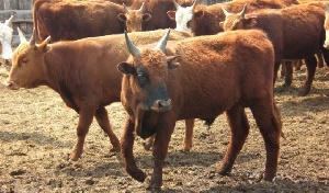 Астраханская область полностью обеспечила себя говядиной и бараниной