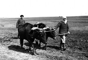 И тыл был фронтом… Животноводство в годы Великой Отечественной войны