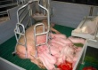 На Рассказовском свинокомплексе будут производить более 13 тысяч тонн мяса в год