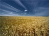 Южному Уралу нужно зерно из федеральных закромов. Всё своё уже использовали