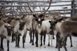 Из-за отсутствия доходности в якутских хозяйствах ведут скрытый забой оленей