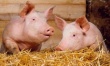 Латвия временно запретила ввоз свиней из Литвы